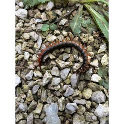 横浜市青葉区でヤスデ・ムカデ駆除！ 安心して暮らせる環境へ！ おたすけマンの画像2