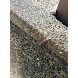 横浜市青葉区でヤスデ・ムカデ駆除！ 安心して暮らせる環境へ！ おたすけマンの画像3