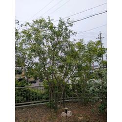 小さな応援団の画像2