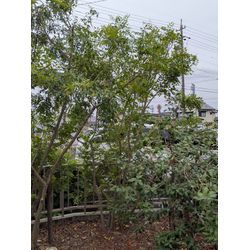 小さな応援団の画像3