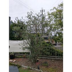 小さな応援団の画像1