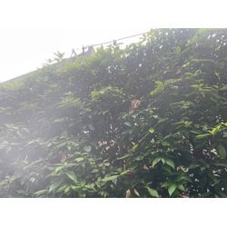 ハチ駆除の画像1