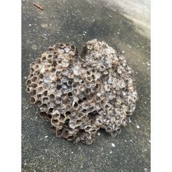 ハチ駆除の画像3