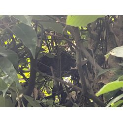 ハチ駆除の画像2