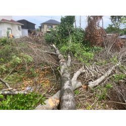 傾いた木の伐採の画像3