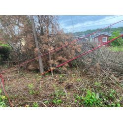 傾いた木の伐採の画像2