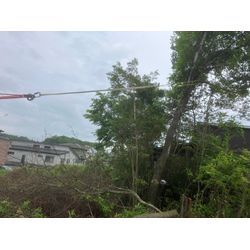 傾いた木の伐採の画像1