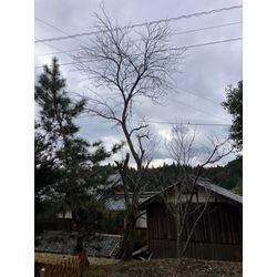 宇陀市伐採の画像1