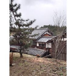 宇陀市伐採の画像2