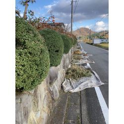 刈り込みの画像1