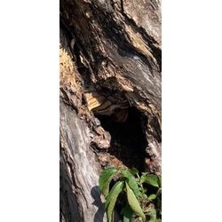 太陽vsスズメバチvs藤キング　勝者は？の画像3