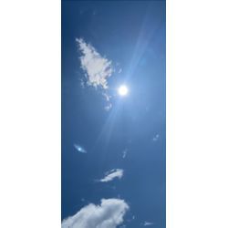 太陽vsスズメバチvs藤キング　勝者は？の画像1
