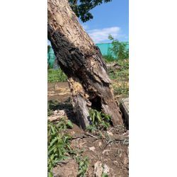太陽vsスズメバチvs藤キング　勝者は？の画像2