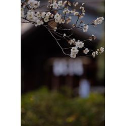 【新常識】【画像あり】七五三は「桜」が狙い目！混雑を避けて最高の1枚を残すメリットとは？の画像3