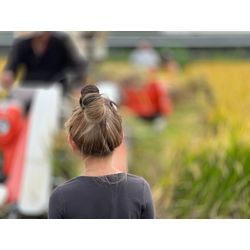 2025年新米_稲刈りの画像3