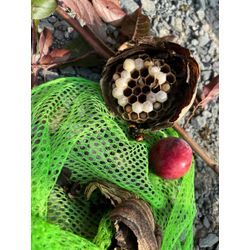 〜スモモ農家さんからご依頼〜の画像2