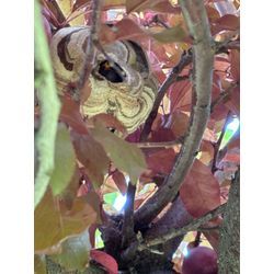 〜スモモ農家さんからご依頼〜の画像1