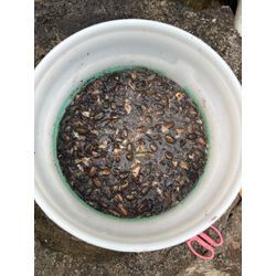 〜スモモ農家さんからご依頼〜の画像3