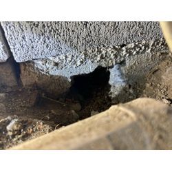 大田区ネズミ駆除の画像1