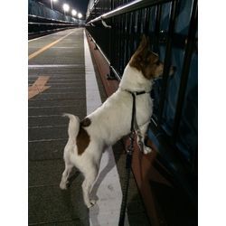 安らかにの画像3