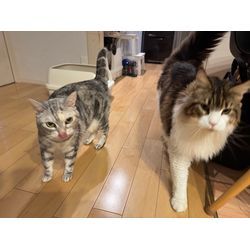 【猫のペットシッター 八王子】コミちゃん達のお世話の様子の画像1