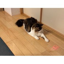 【猫のペットシッター 八王子】コミちゃん達のお世話の様子の画像2