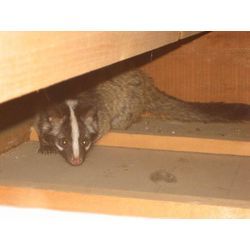 急に冷え込んできましたね！天井裏の「招かれざる客」にご用心の画像1