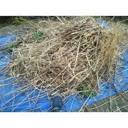 夏の枯れ草の除去作業　群馬高崎の植木屋ゆうさんSortBlogの画像1