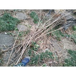 夏の枯れ草の除去作業　群馬高崎の植木屋ゆうさんSortBlogの画像2