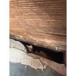 イタチ　害獣　侵入対策　福岡県糸島市の画像2