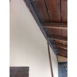 アライグマ追い出し　熊本県　旭志の画像2