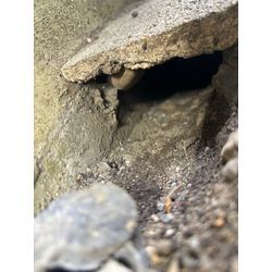 横浜市ネズミ駆除の画像1