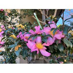 12月になりました。年末というと、、、。の画像2