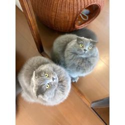 ネコちゃんも安心　飼い主さん幸せの画像1