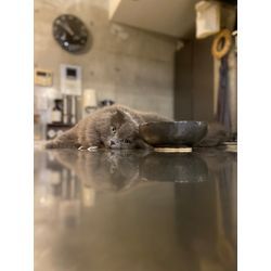 ネコちゃんも安心　飼い主さん幸せの画像3