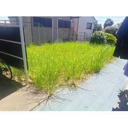 草刈り  草むしりの画像1