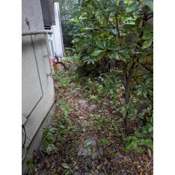 神奈川県相模原市中央区にて草むしりを行いましたの画像1