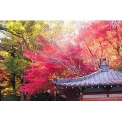 秋の空と瓦のよもやま話の画像1