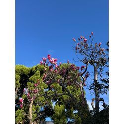 春ですね♪の画像1