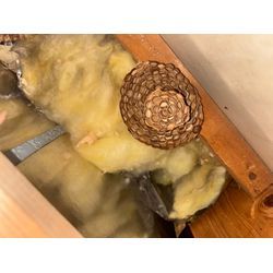 ◤🐝壁内や屋根裏のハチの巣駆除多発！！ハチ駆除/宮城◢の画像2