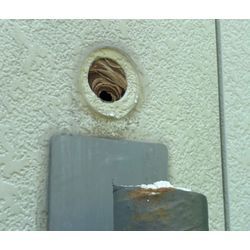 ◤🐝壁内や屋根裏のハチの巣駆除多発！！ハチ駆除/宮城◢の画像1