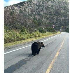 熊以前見ましたの画像2