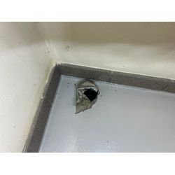 店舗のゴキブリ駆除で【8,000円】からやります！一度ご相談を。の画像3