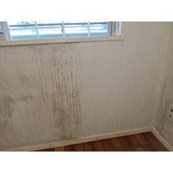 壁紙クロスのカビ除去クリーニングの画像1
