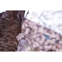 ポートフォリオ掲載にご協力いただける方を募集していますの画像1