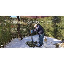 最低でも年1回の施肥(庭木に肥料を与える事)が必要です。の画像1