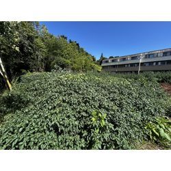 集合住宅建設予定地を作業しましたの画像1