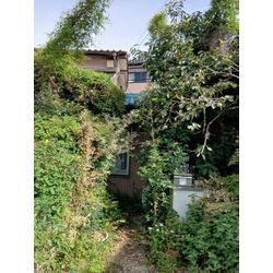 剪定・蔦取り・草むしりで明るいお庭に！！の画像1