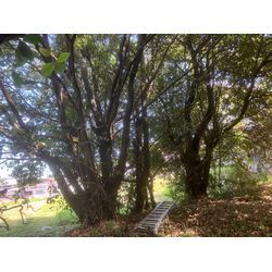 生駒市　伐採の画像1