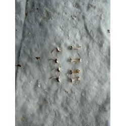 愛するペットたちの、爪や指の画像2